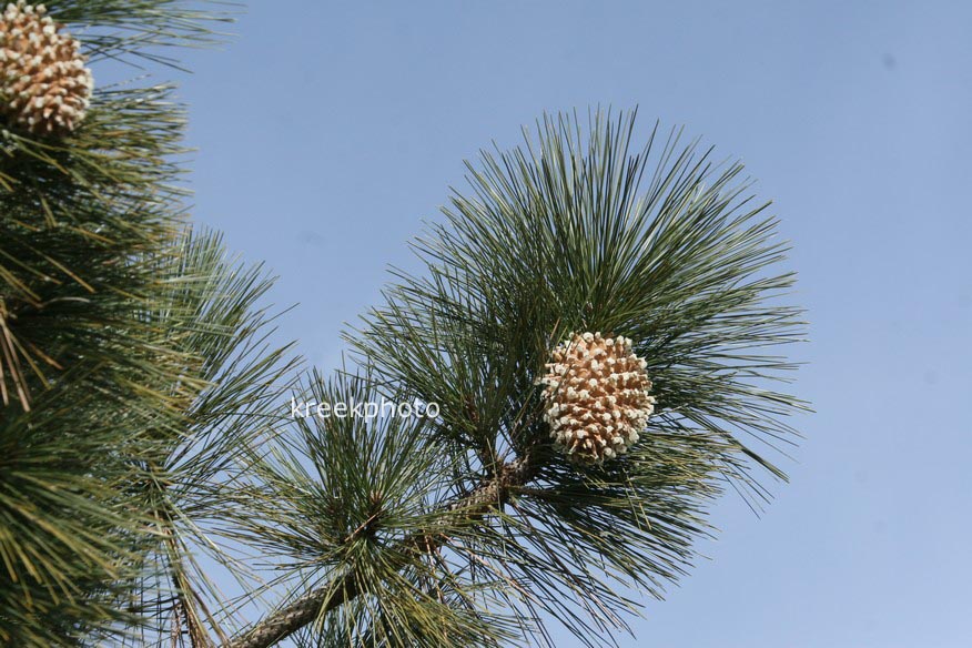 Pinus coulteri