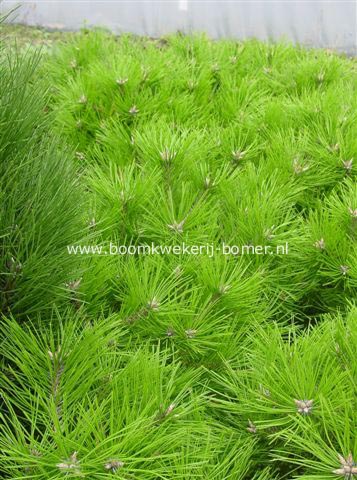 Pinus densiflora 'Low Glow'