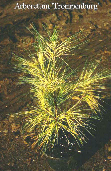 Pinus densiflora 'Oculus-draconis'
