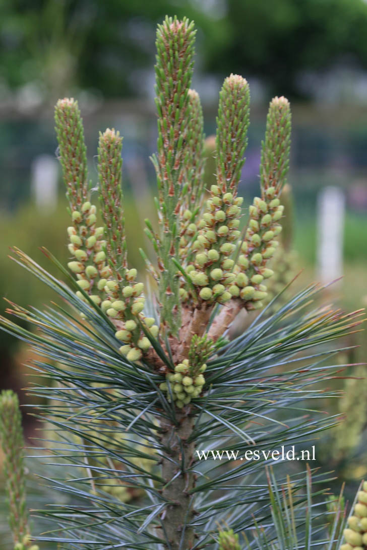 Pinus flexilis 'Tiny Temple'