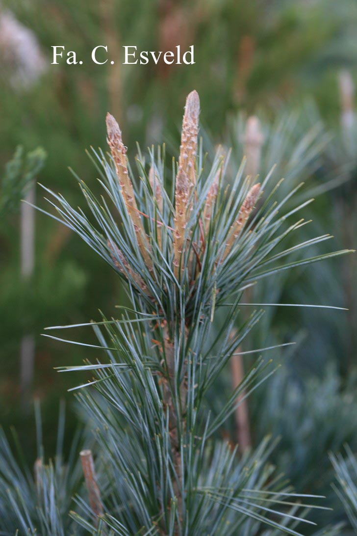 Pinus flexilis 'Vanderwolfs Pyramid'