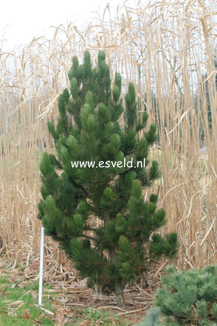 Pinus heldreichii 'Satellit'