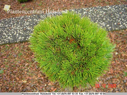 Pinus heldreichii 'Smidtii'