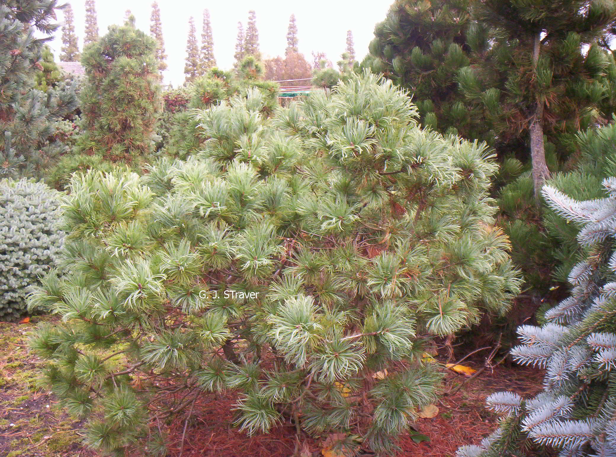 Pinus koraiensis 'Winton'