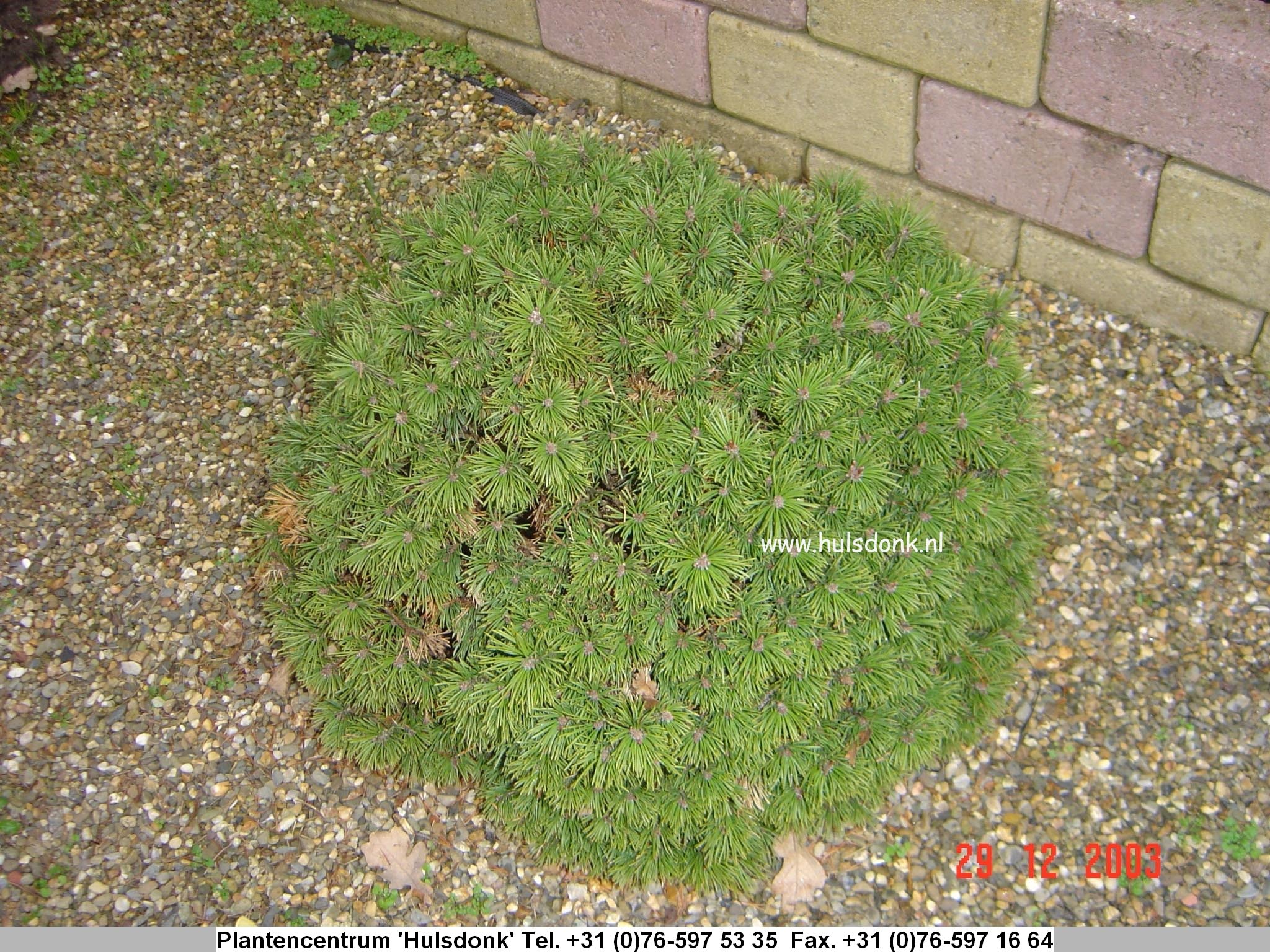 Pinus mugo 'Benjamin'