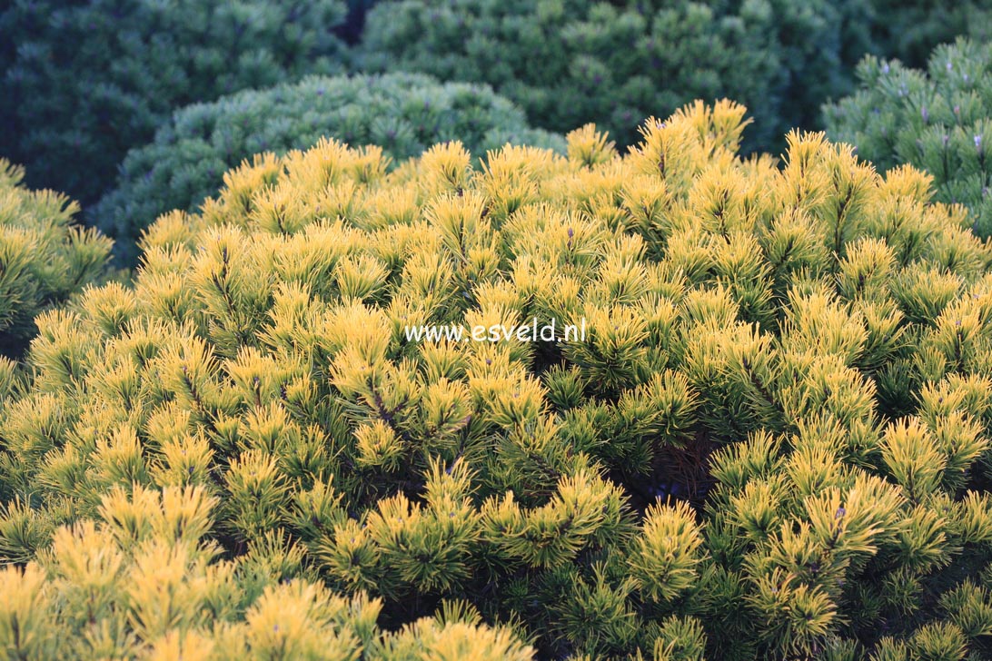 Pinus mugo 'Carsten'