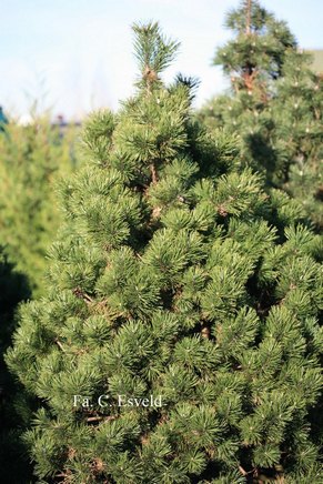 Pinus mugo 'Gnom'
