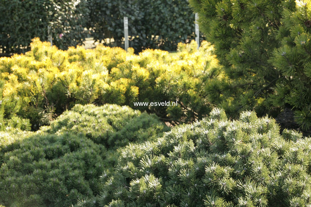 Pinus mugo 'Heinis Triumph'