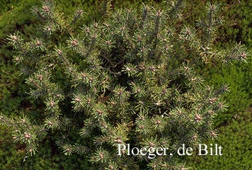 Pinus mugo 'Kissen'