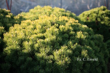 Pinus mugo 'Mops'