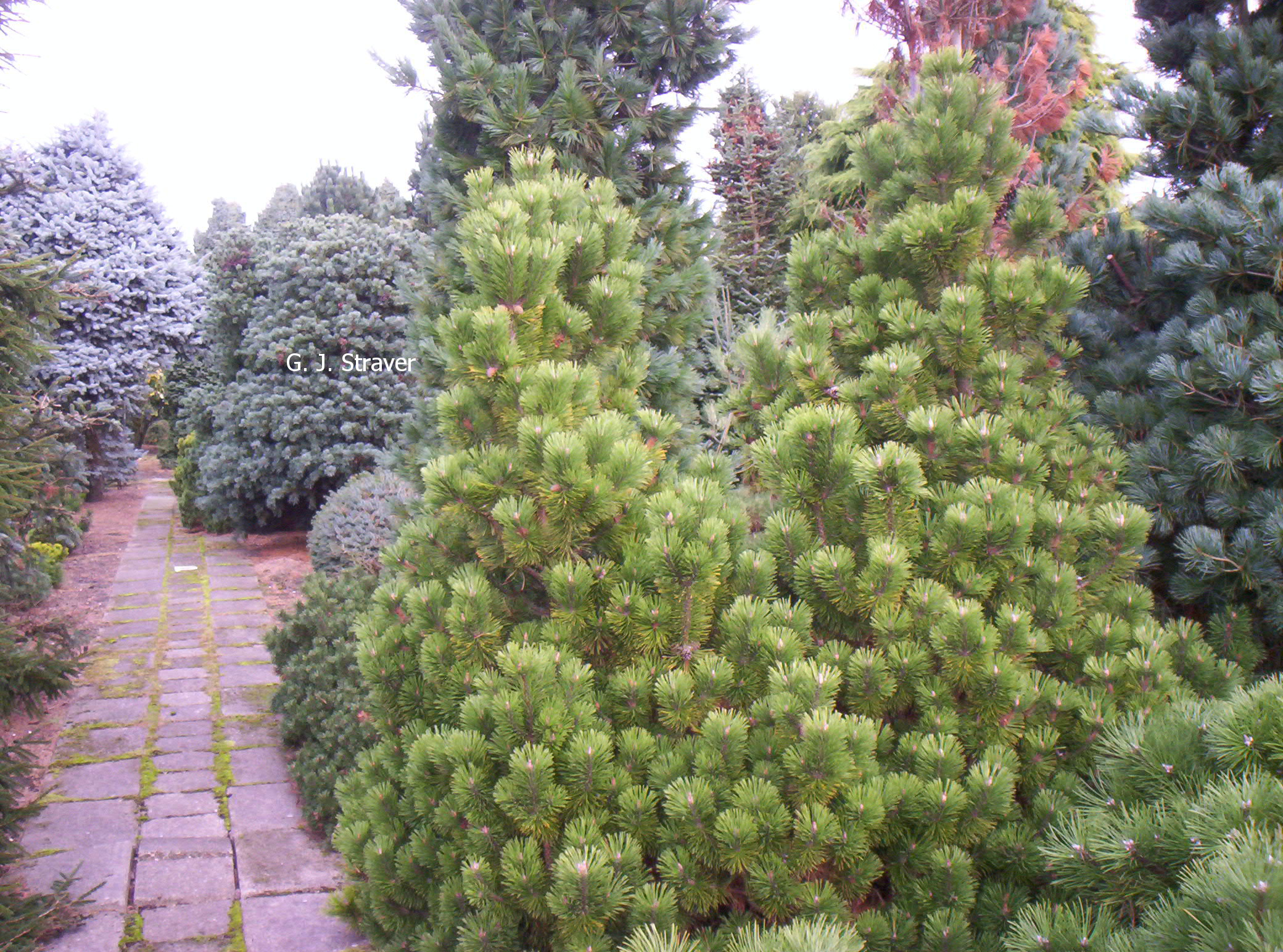 Pinus mugo 'Mumpitz'