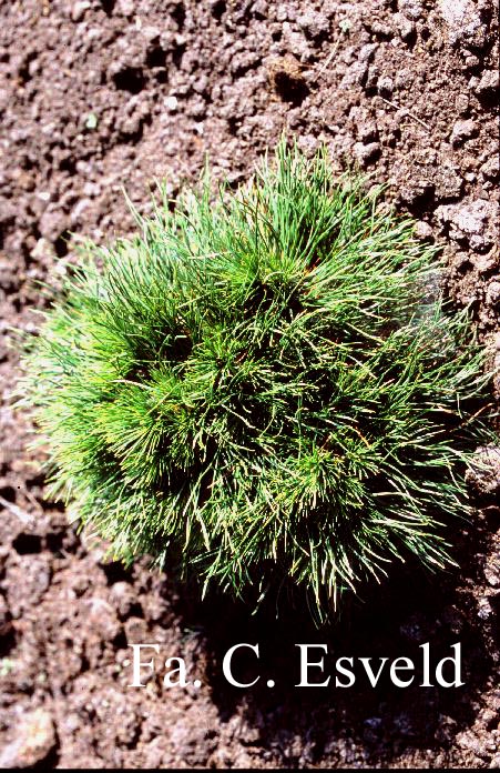 Pinus mugo 'Varella'