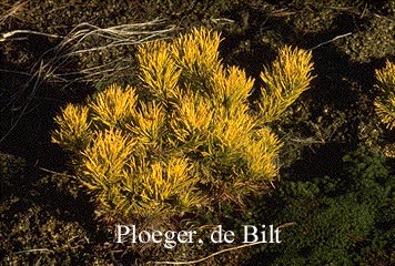 Pinus mugo 'Winter Gold'