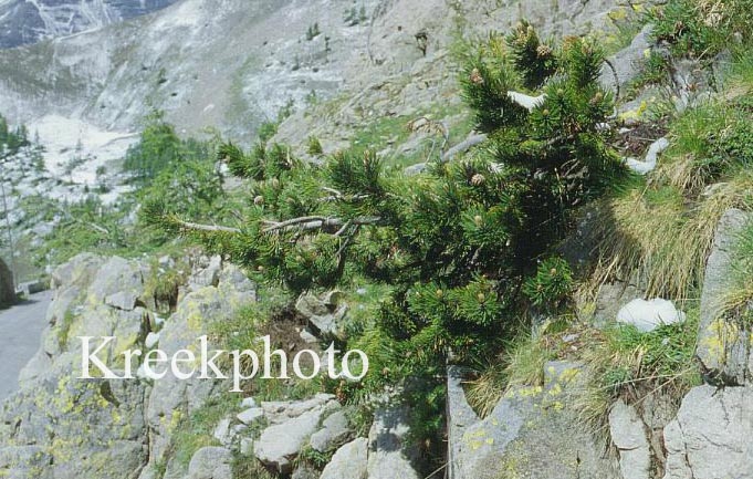 Pinus mugo subsp. mugo