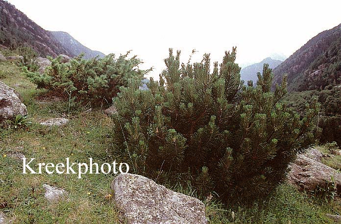 Pinus mugo subsp. uncinata
