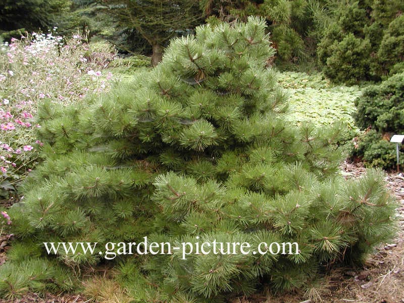 Pinus nigra 'Hornibrookiana'