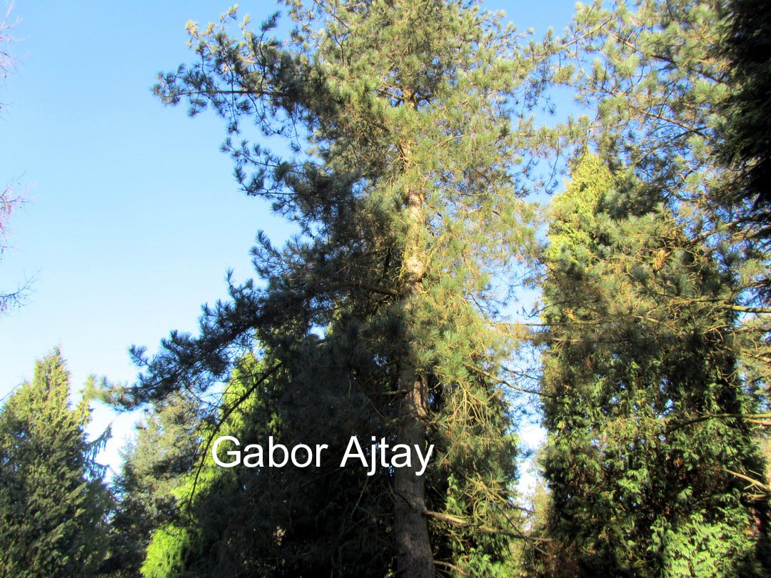 Pinus nigra 'Koekelaere'