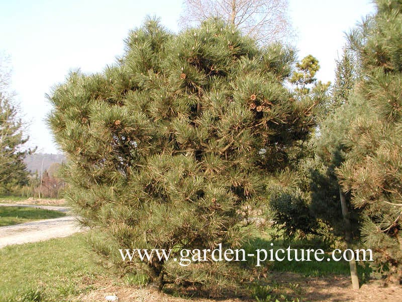 Pinus nigra 'Nana'