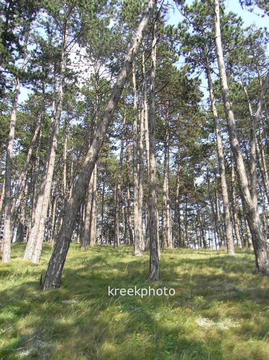 Pinus nigra