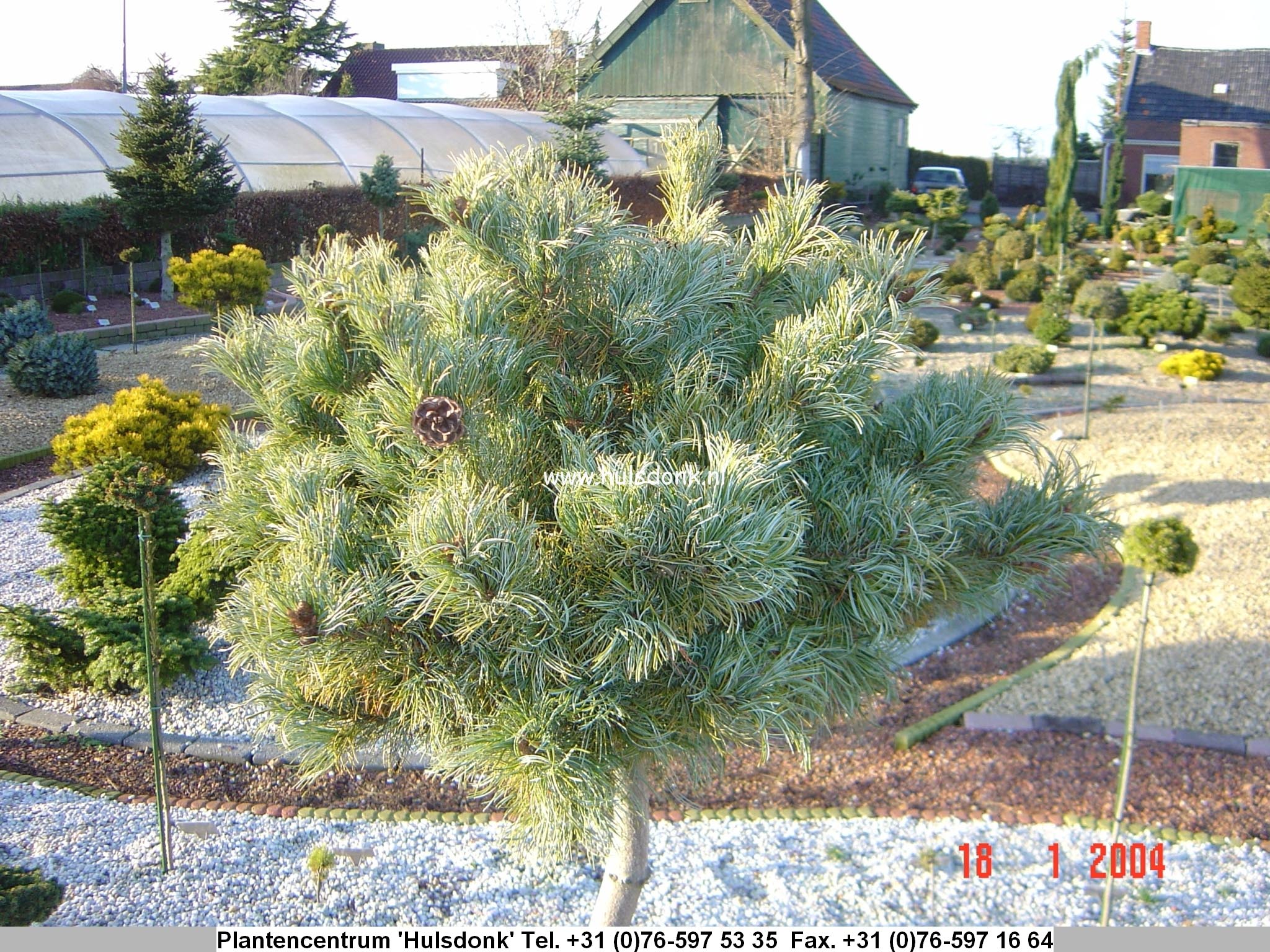 Pinus parviflora 'Bergman'