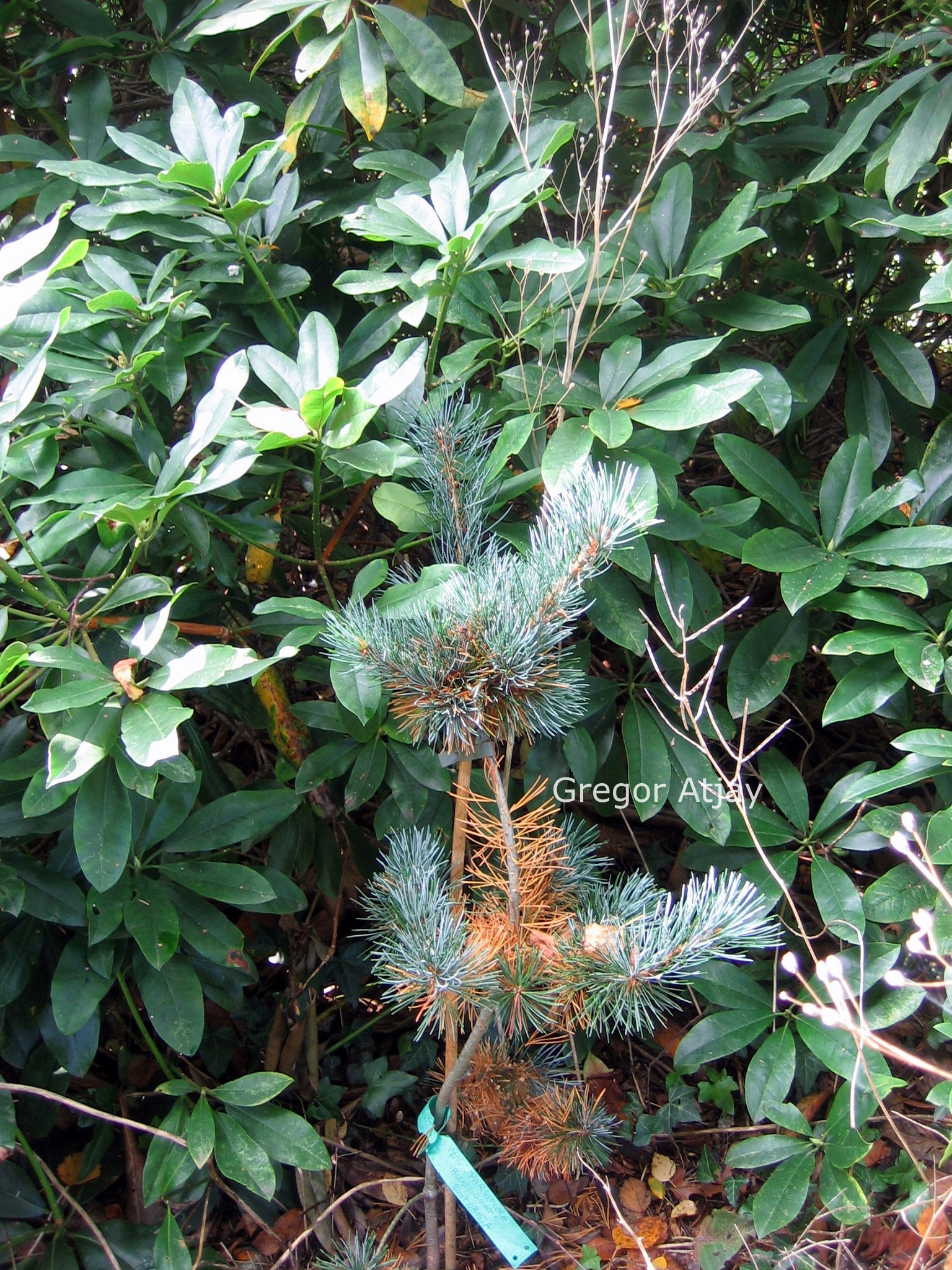 Pinus parviflora 'Blue Giant'