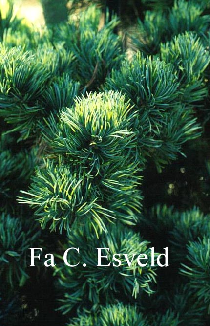 Pinus parviflora 'Fukai'