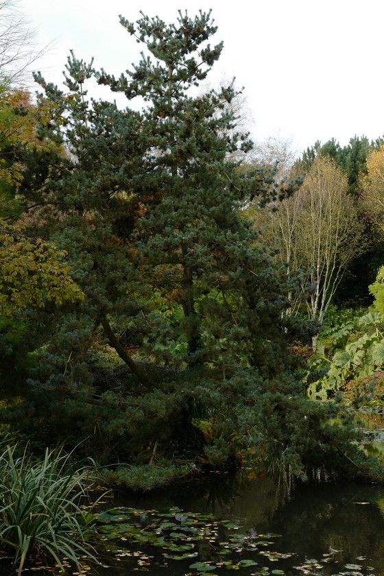 Pinus parviflora 'Glauca'