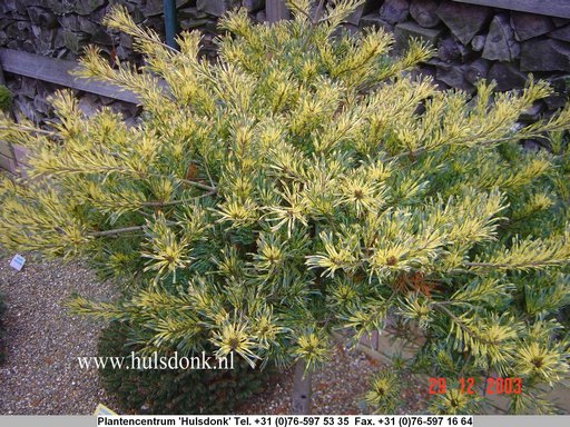 Pinus parviflora 'Ogon janome'