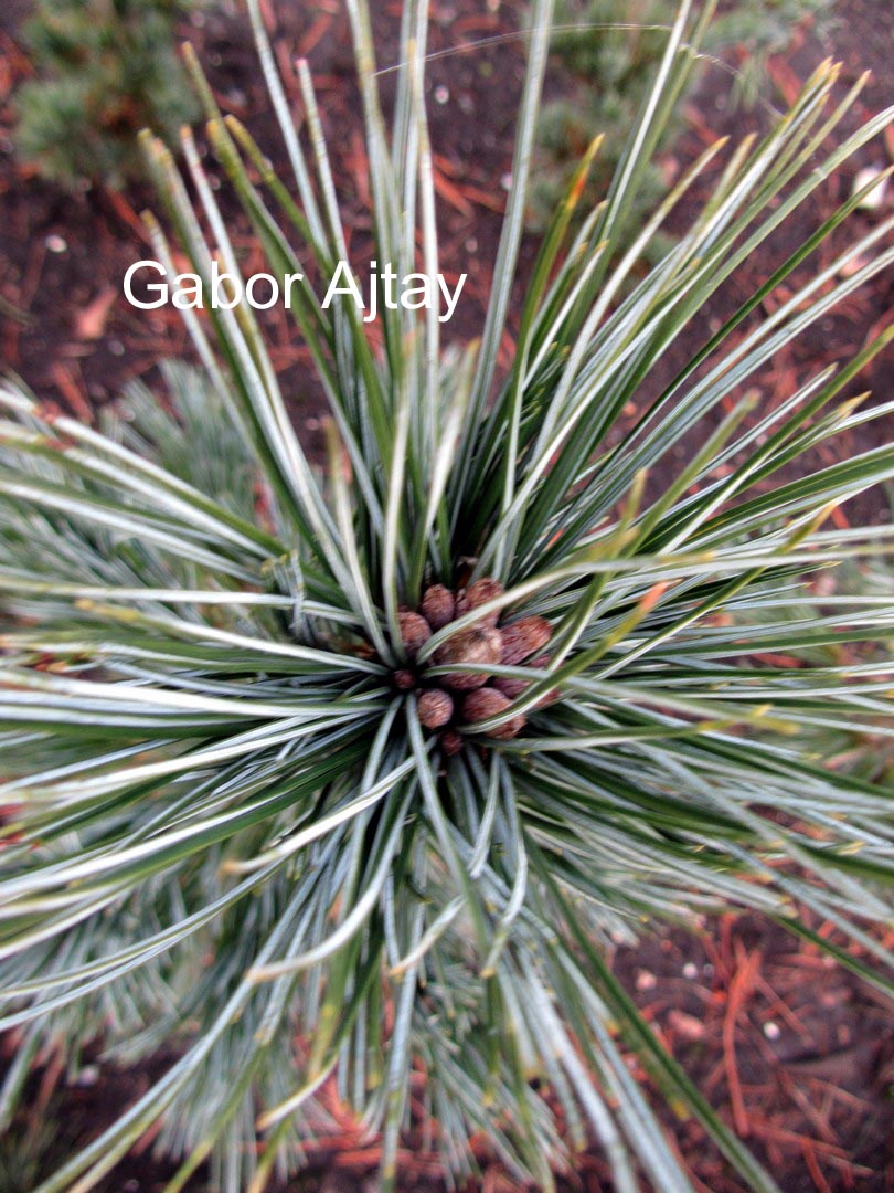 Pinus peuce 'Glauca'