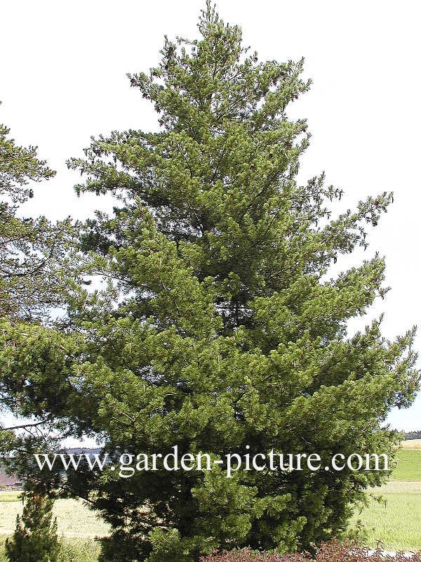 Pinus peuce