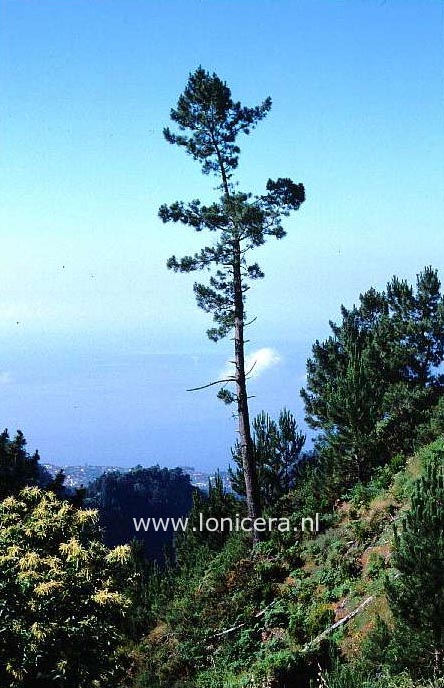 Pinus pinaster