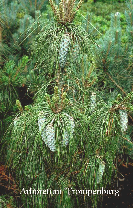 Pinus schwerinii