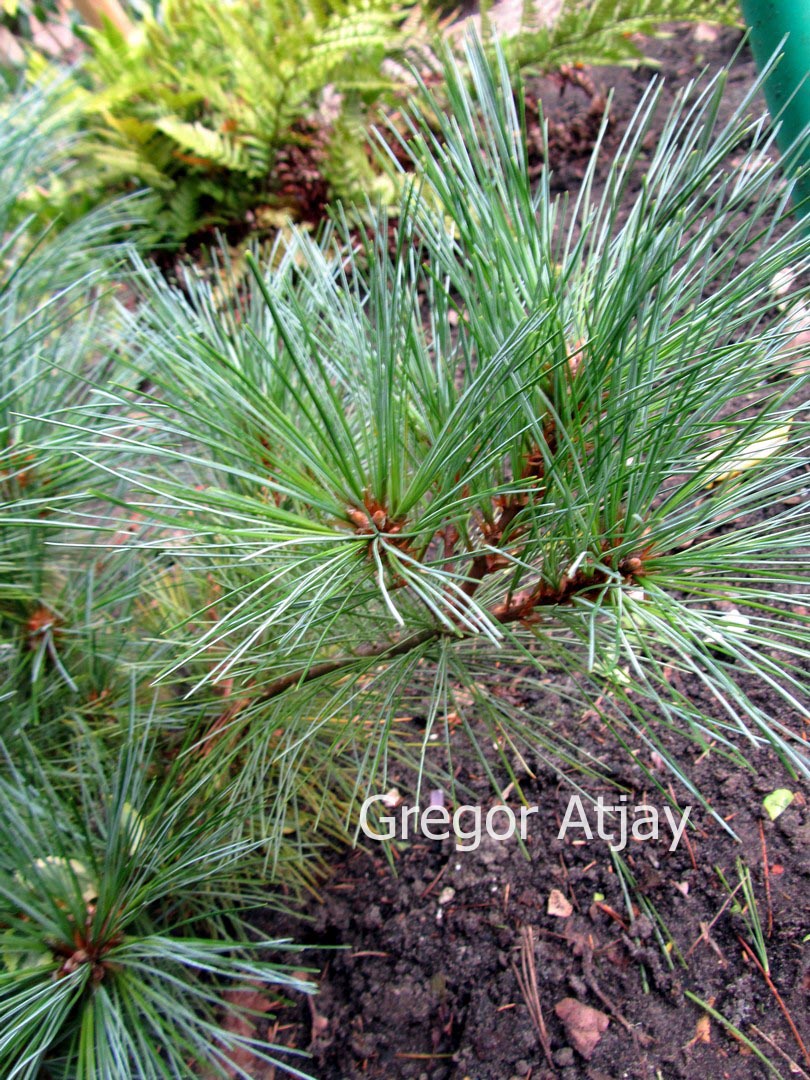 Pinus strobus 'Densa'