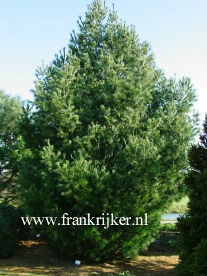 Pinus strobus 'Fastigiata'