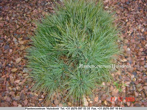 Pinus strobus 'Ontario'
