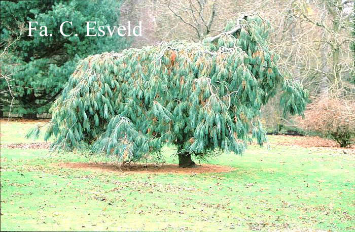 Pinus strobus 'Pendula'
