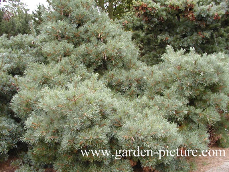Pinus strobus 'Radiata'