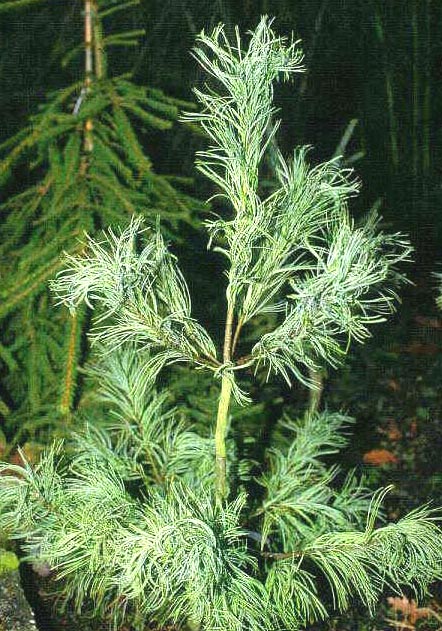 Pinus strobus 'Torulosa'