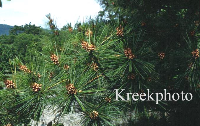 Pinus strobus