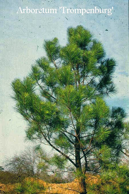 Pinus taeda