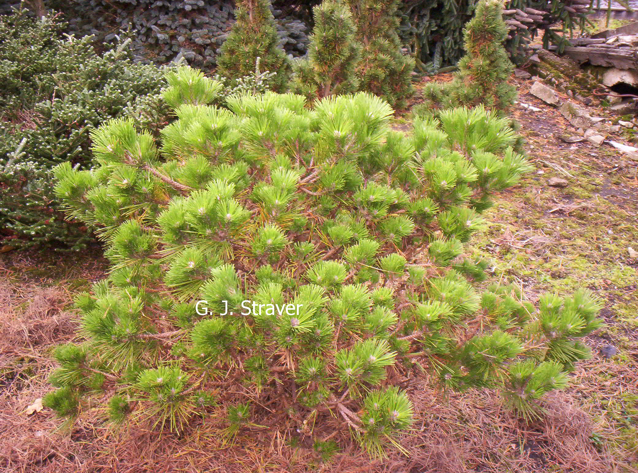 Pinus thunbergii 'Shio-guro'
