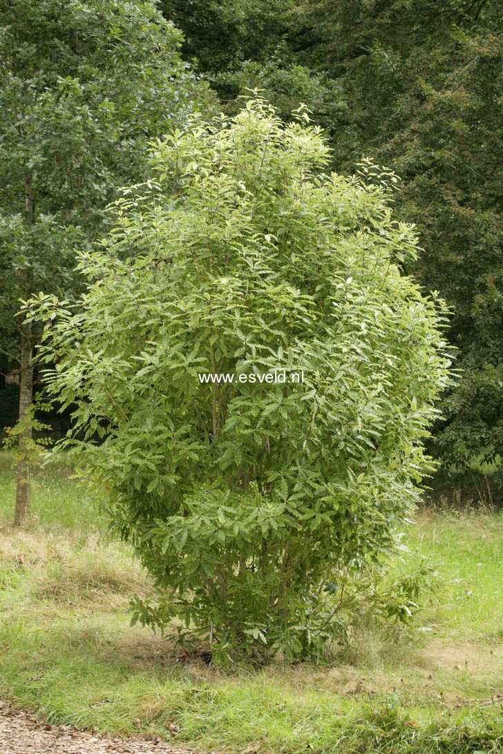 Pittosporum eugenioides