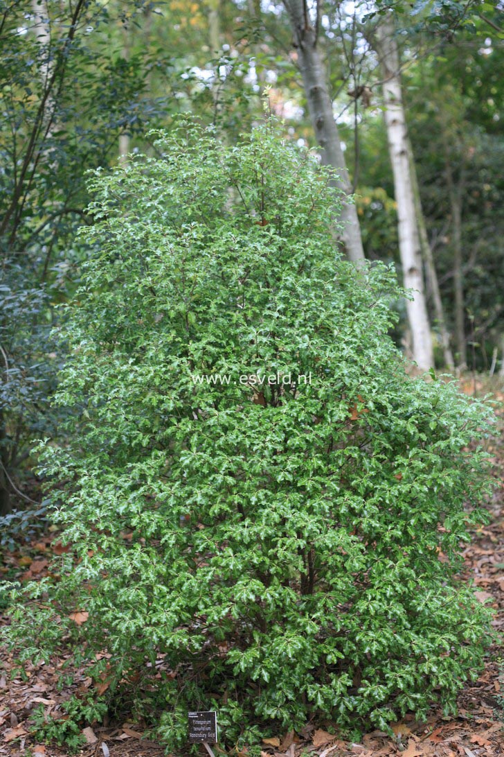 Pittosporum tenuifolium 'Abbotsbury Gold'