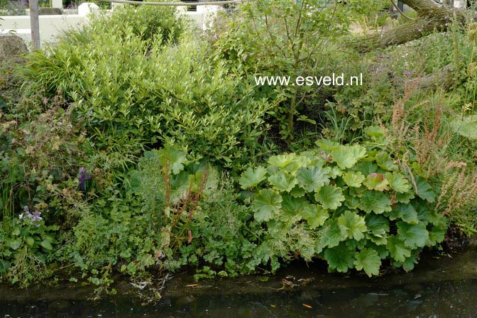 Pittosporum tobira 'Cuneatum'