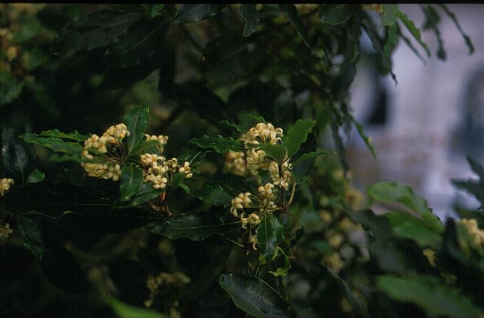 Pittosporum undulatum