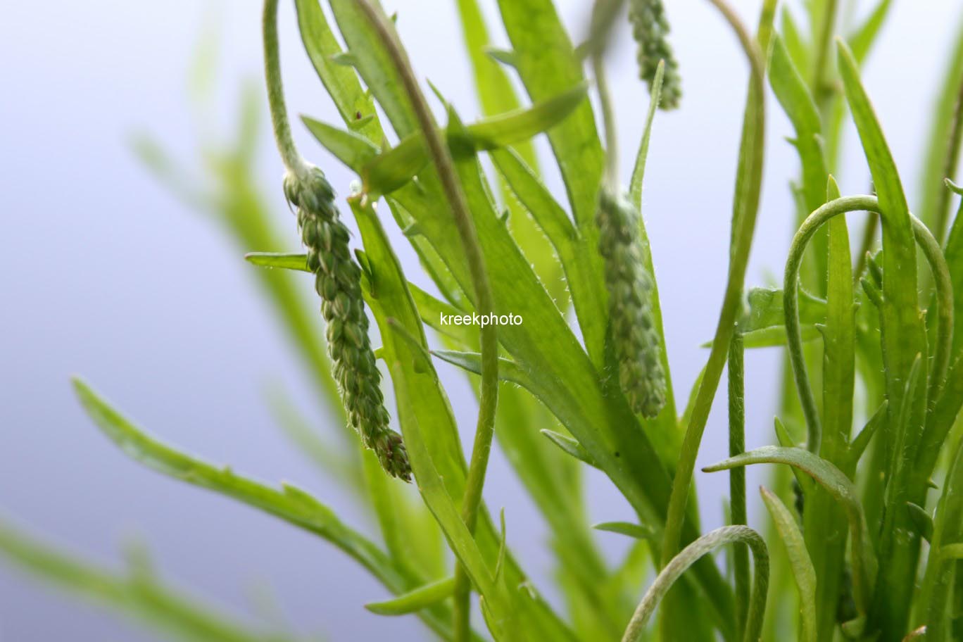 Plantago coronopus