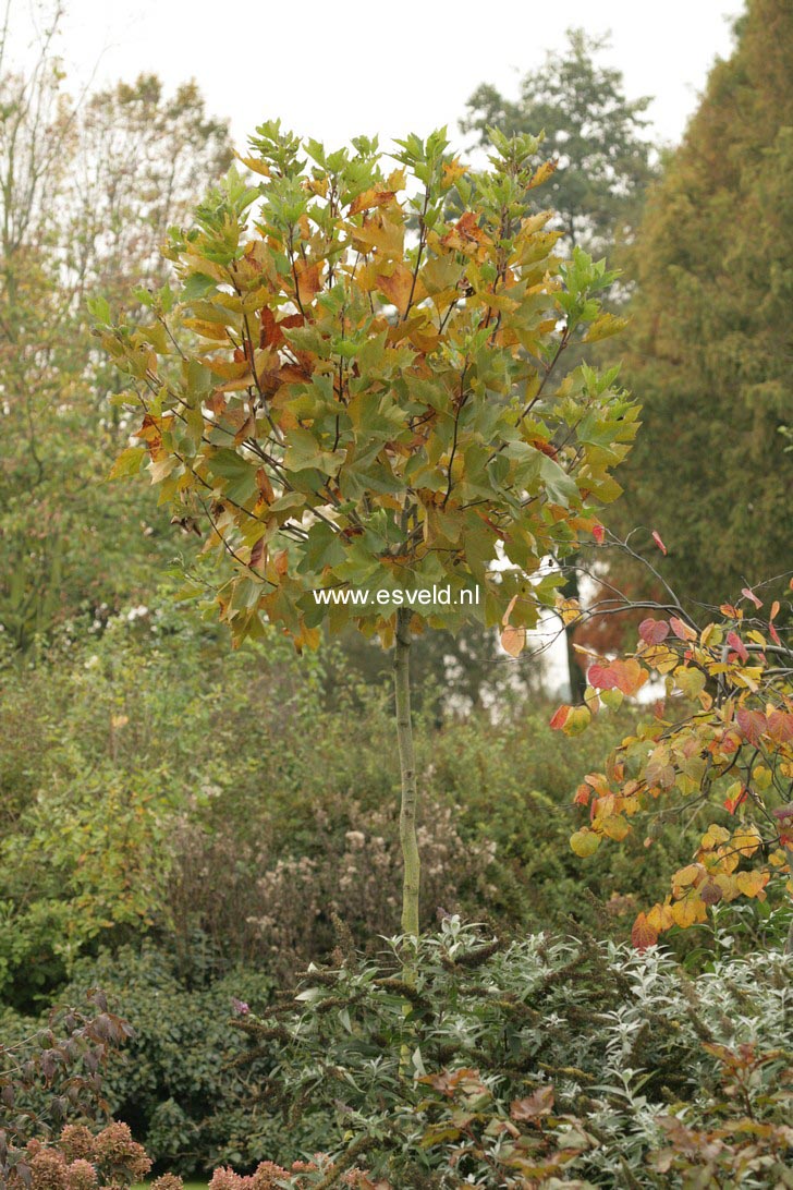 Platanus hispanica 'Alphen's Globe'