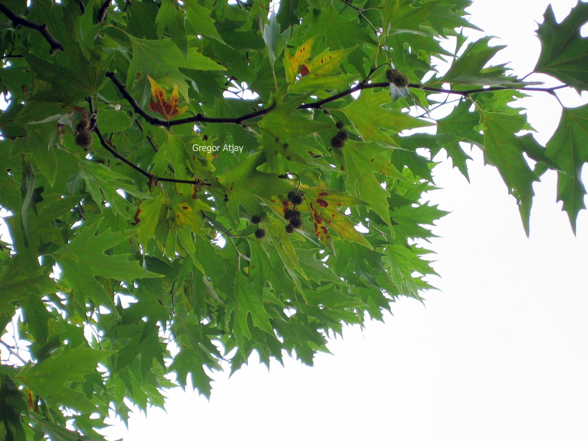 Platanus orientalis cuneata