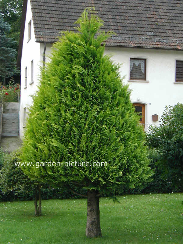 Platycladus orientalis