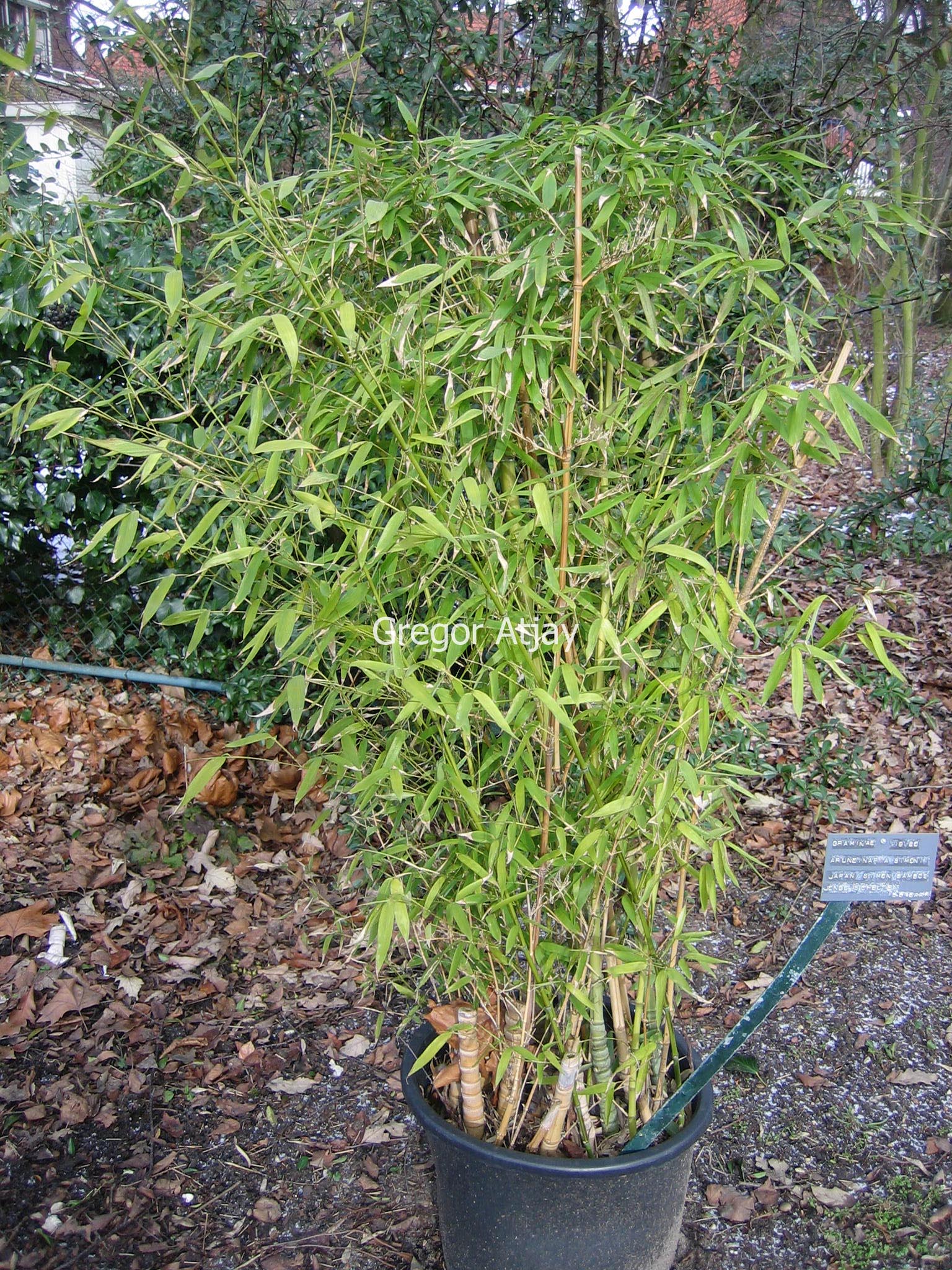 Pleioblastus simonii